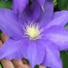 H. F. Young Clematis - 3 Gallon Pot