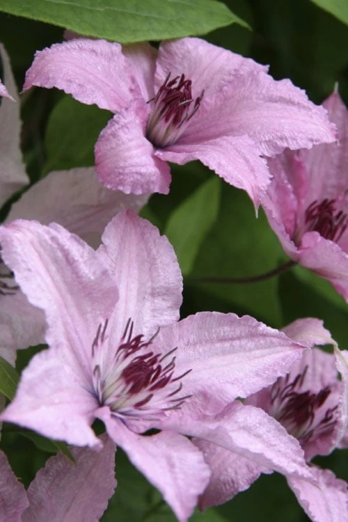 Hagley Hybrid Clematis - 1 Gallon Pot - Image 7