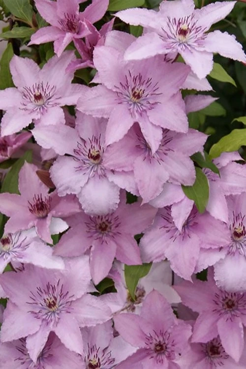 Hagley Hybrid Clematis - 1 Gallon Pot - Image 10