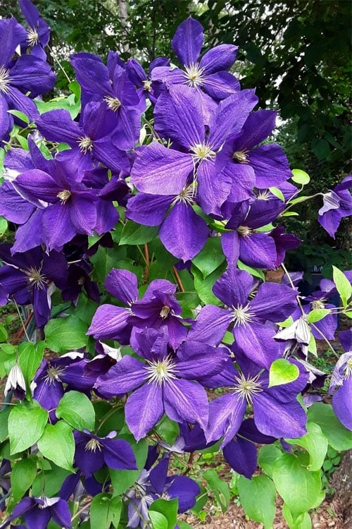 Jackmanii Superba Clematis - 1 Gallon Pot - Image 4