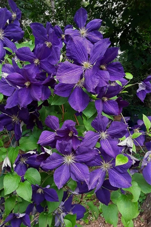 Jackmanii Superba Clematis - 1 Gallon Pot - Image 5
