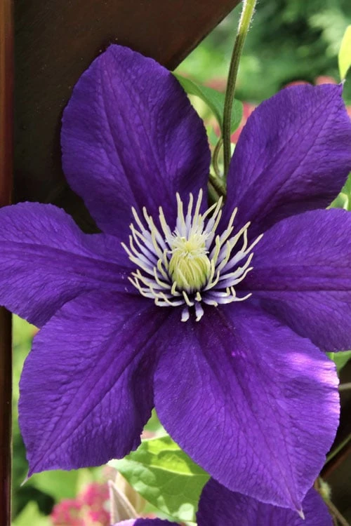 Jackmanii Superba Clematis - 1 Gallon Pot - Image 6