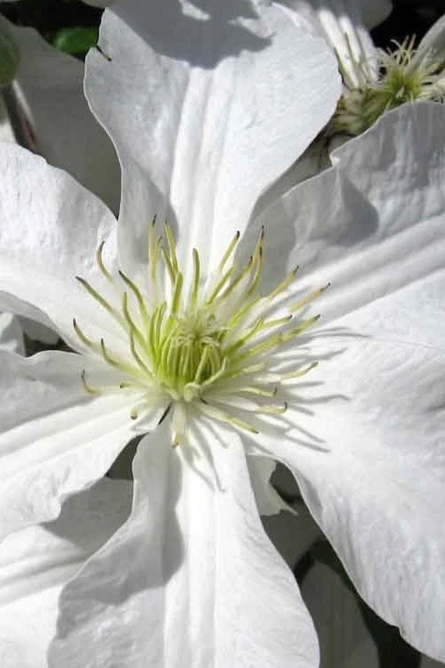 John Huxtable Clematis - 1 Gallon Pot - Image 5