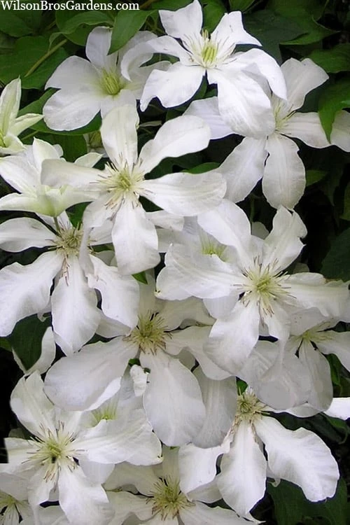 John Huxtable Clematis - 1 Gallon Pot - Image 4