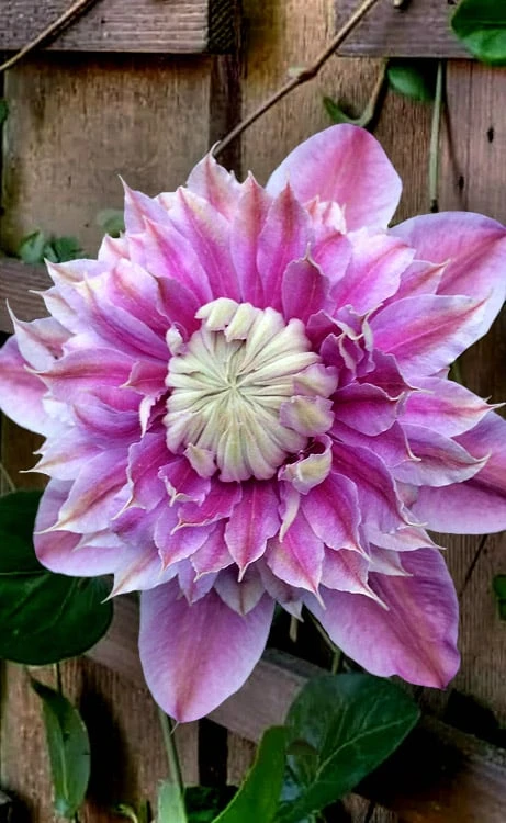Josephine Clematis - 1 Gallon Pot - Image 6