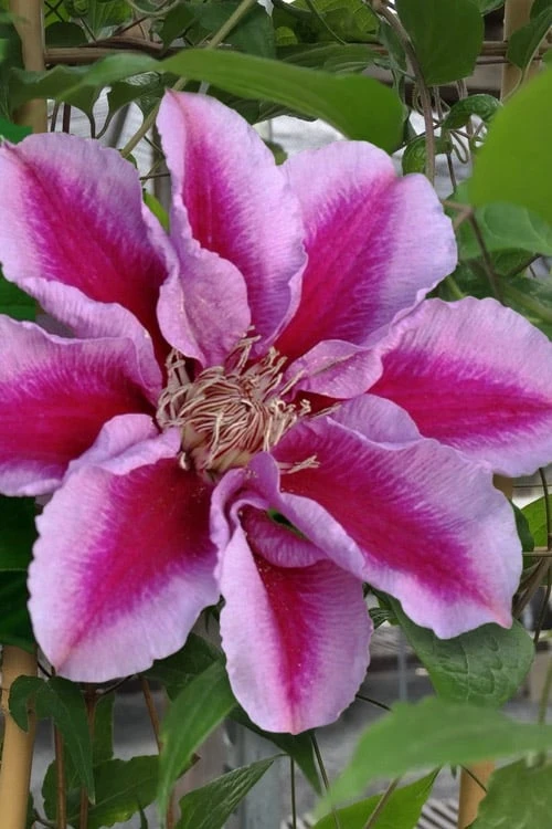 Killian Donahue Clematis - 1 Gallon Pot - Image 5