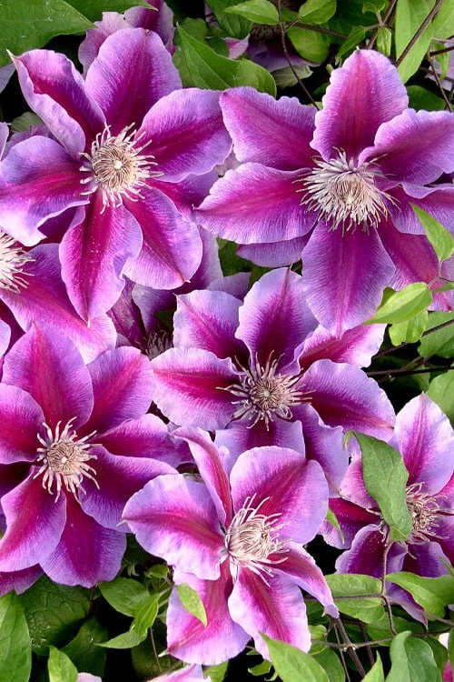 Killian Donahue Clematis - 1 Gallon Pot - Image 7