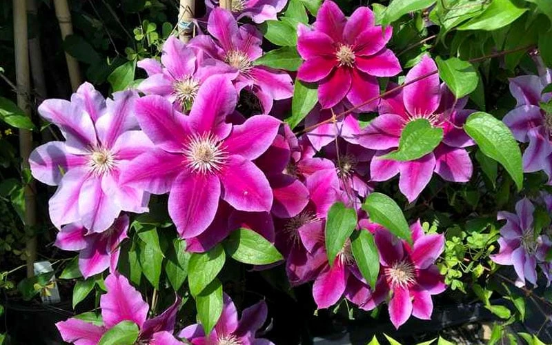 Killian Donahue Clematis - 1 Gallon Pot - Image 6