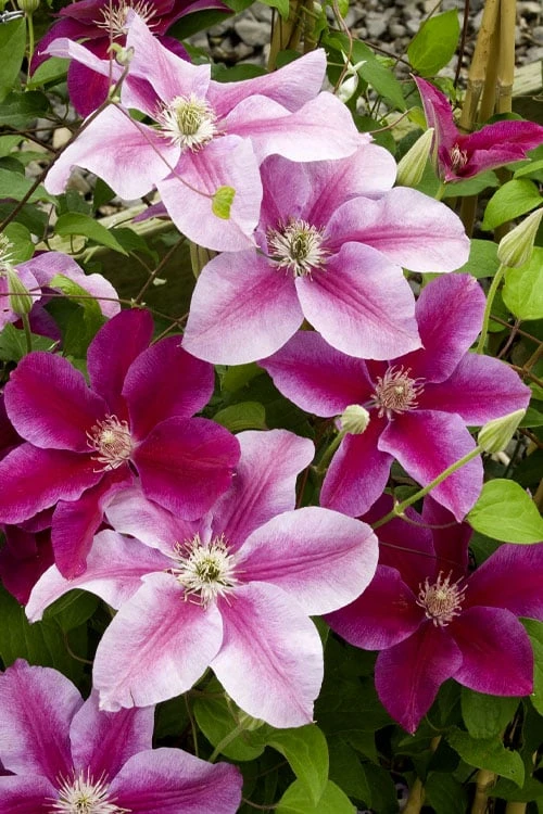 Killian Donahue Clematis - 1 Gallon Pot - Image 4