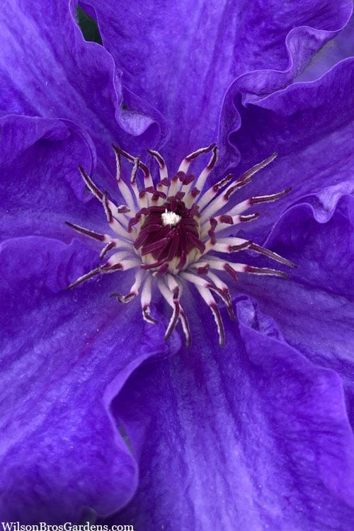 Lindsay Clematis - 1 Gallon Pot - Image 4