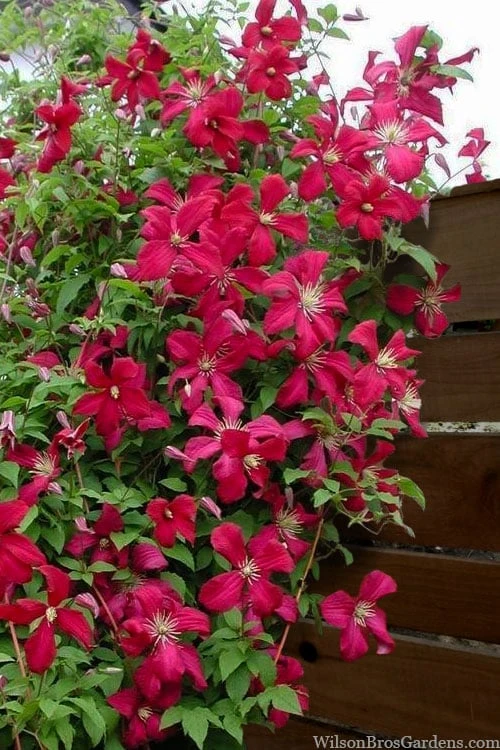 Madame Julia Correvon Clematis - 1 Gallon Pot - Image 4