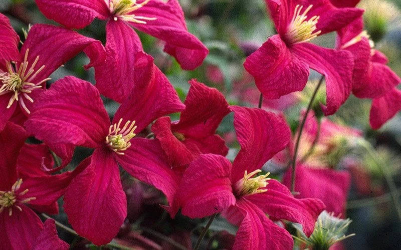 Madame Julia Correvon Clematis - 1 Gallon Pot - Image 5