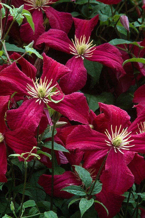 Madame Julia Correvon Clematis - 1 Gallon Pot - Image 7