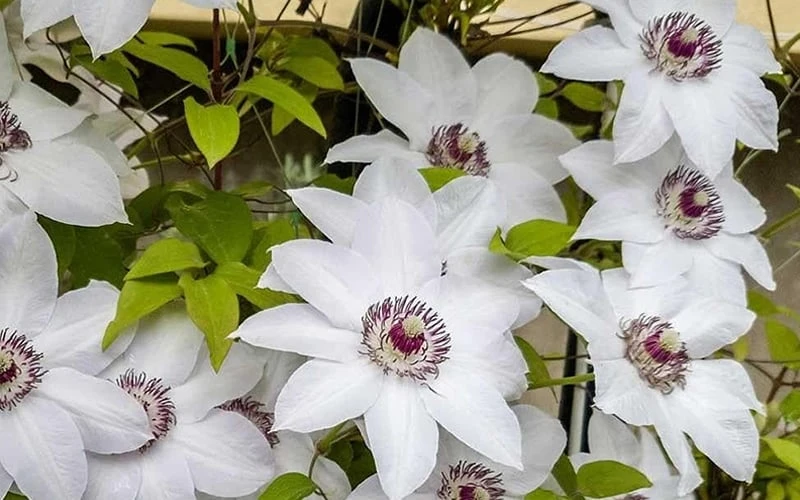 Miss Bateman Clematis - 1 Gallon Pot - Image 8