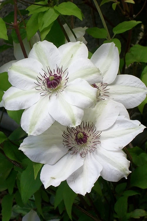 Miss Bateman Clematis - 1 Gallon Pot - Image 5