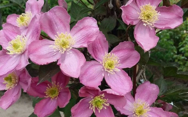 Montana Elizabeth Clematis - 1 Gallon Pot - Image 6