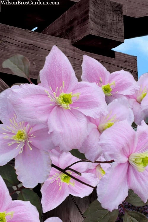 Mayleen Montana Clematis - 1 Gallon Pot