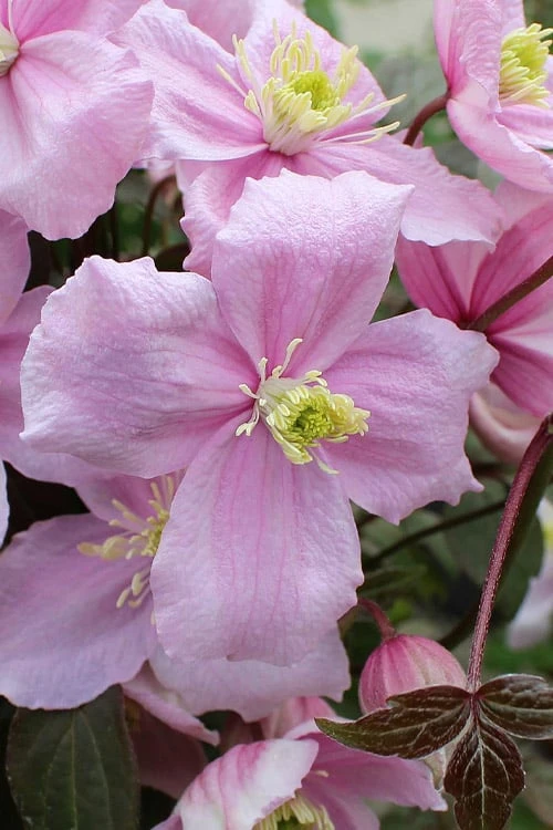 Mayleen Montana Clematis - 1 Gallon Pot - Image 8