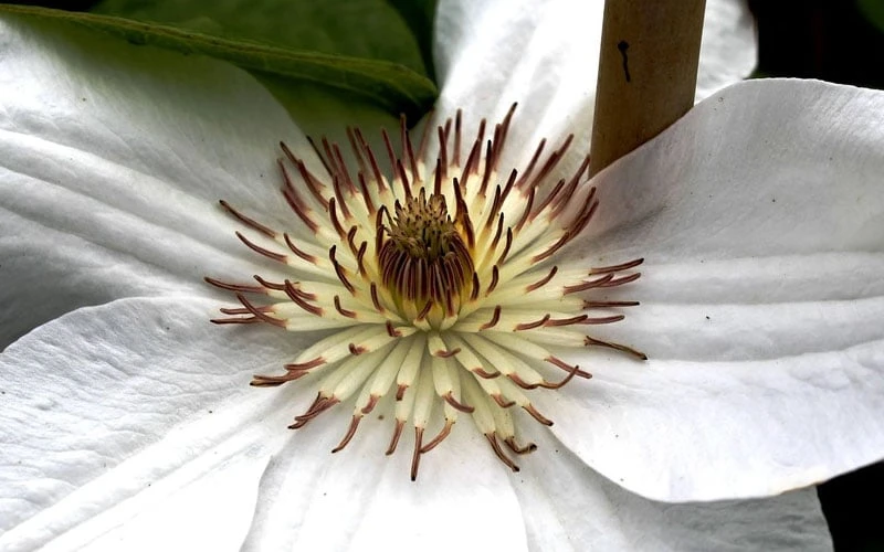 Mrs. George Jackman Clematis - 1 Gallon Pot - Image 5