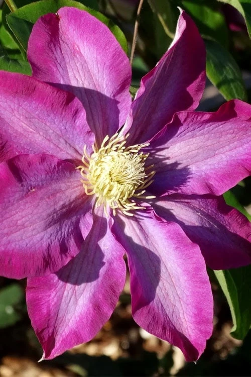 Pink Champagne Clematis - 1 Gallon Pot - Image 5