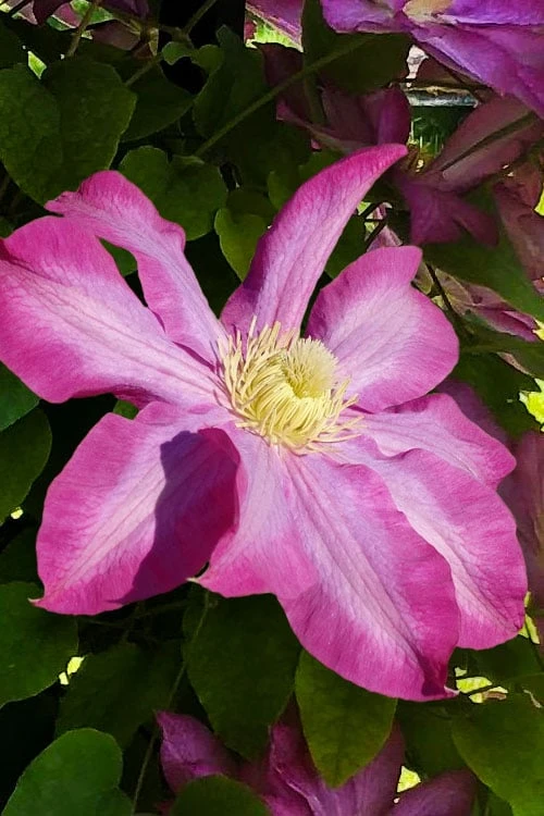 Pink Champagne Clematis - 1 Gallon Pot - Image 9