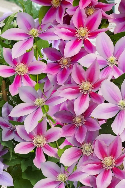 Poseidon Clematis - 1 Gallon Pot - Image 5