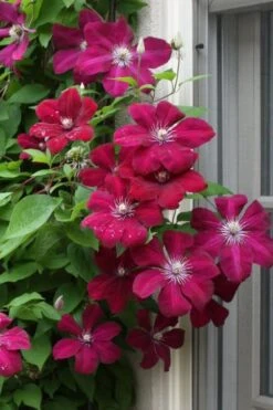 Rouge Cardinal Clematis - 1 Gallon Pot