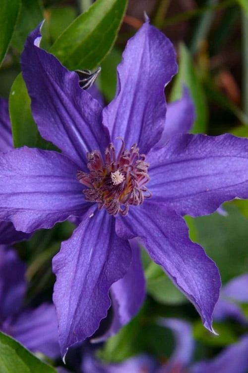 Sapphire Indigo Clematis - 3 Gallon Pot - Image 7