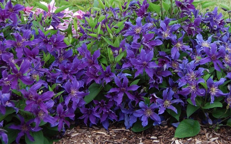 Sapphire Indigo Clematis - 3 Gallon Pot - Image 4