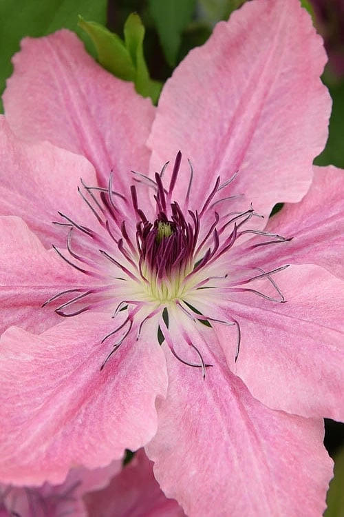 Sarah Elizabeth Clematis - 1 Gallon Pot - Image 4