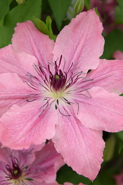 Sarah Elizabeth Clematis - 1 Gallon Pot - Image 7