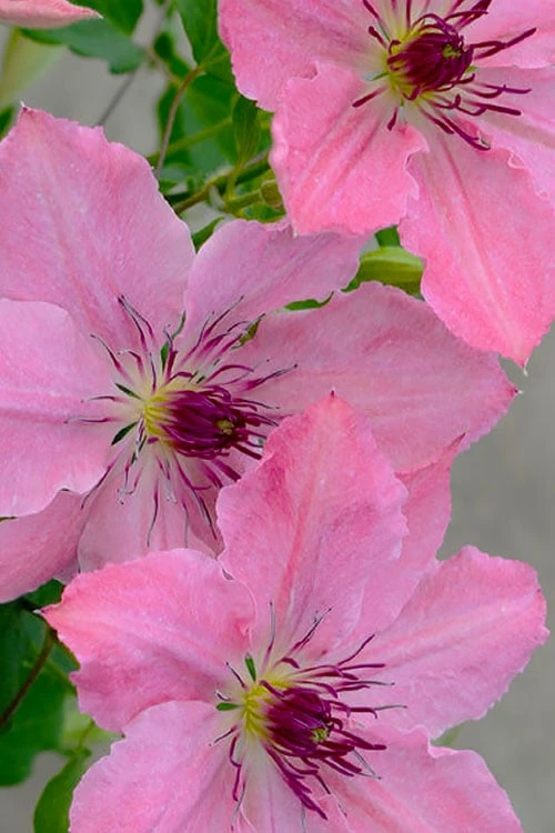 Sarah Elizabeth Clematis - 1 Gallon Pot - Image 6