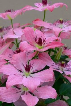 Sarah Elizabeth Clematis - 1 Gallon Pot