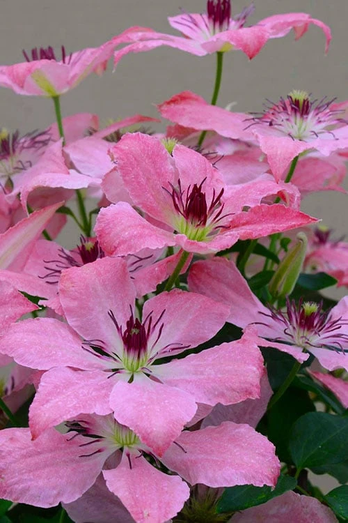 Sarah Elizabeth Clematis - 1 Gallon Pot