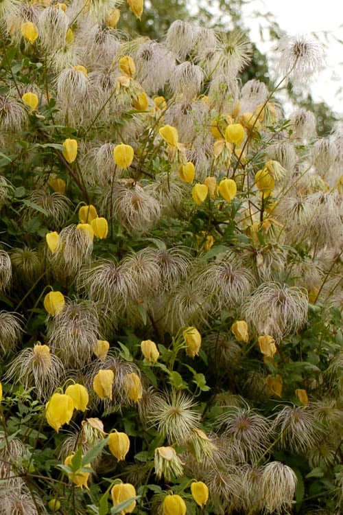 Tangutica Yellow Clematis - 1 Gallon Pot - Image 5