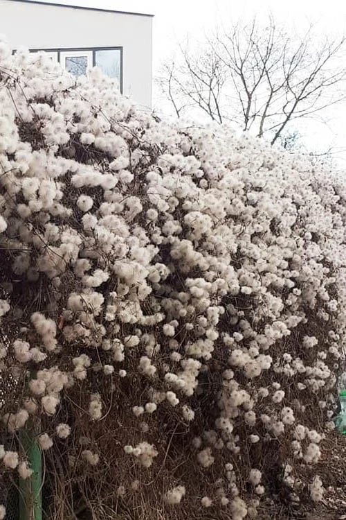 Tangutica Yellow Clematis - 1 Gallon Pot - Image 8