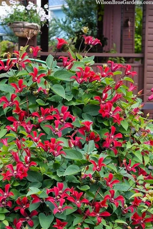 Gravetye Beauty Clematis - 1 Gallon Pot - Image 4