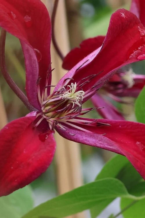 Gravetye Beauty Clematis - 1 Gallon Pot - Image 8
