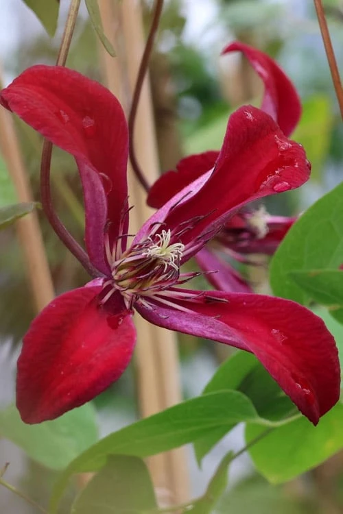 Gravetye Beauty Clematis - 1 Gallon Pot - Image 7