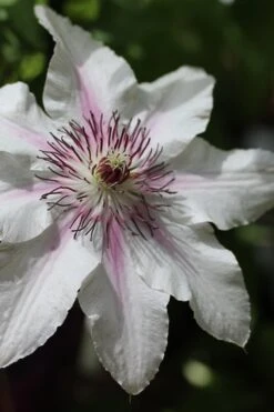 The Countess Of Wessex Clematis - 1 Gallon Pot