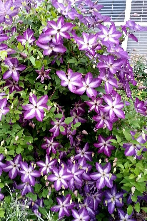 Venosa Violacea Clematis - 1 Gallon Pot - Image 10