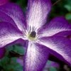 Venosa Violacea Clematis - 1 Gallon Pot