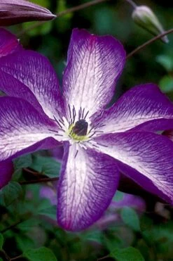 Venosa Violacea Clematis - 1 Gallon Pot