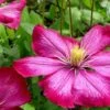 Ville De Lyon Clematis - 1 Gallon Pot