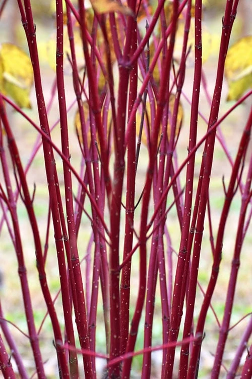 Red Osier Red Twig Dogwood (Cornus Sericea) - 1 Gallon Pot - Image 5