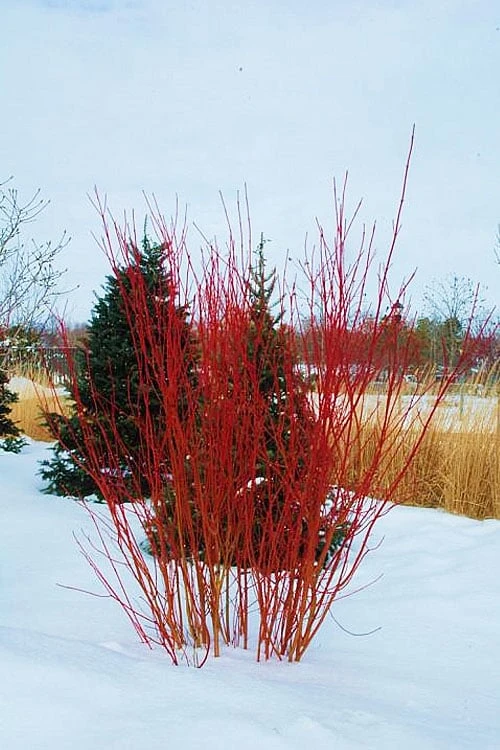 Red Osier Red Twig Dogwood (Cornus Sericea) - 1 Gallon Pot - Image 4