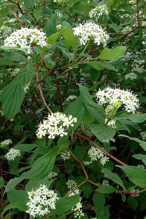 Red Osier Red Twig Dogwood (Cornus Sericea) - 1 Gallon Pot - Image 6