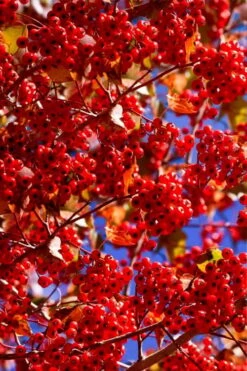 Washington Hawthorn (Crataegus Phaenopyrum) - 3 Gallon Pot