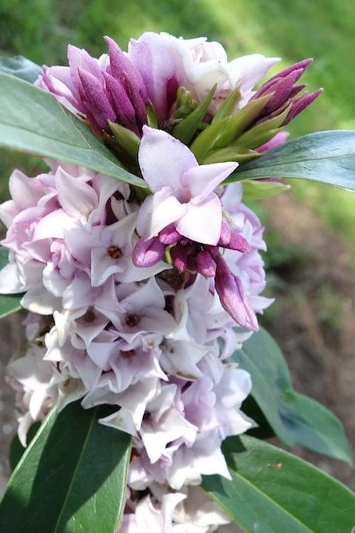 Pink Perfume Princess Winter Daphne - 3 Gallon Pot