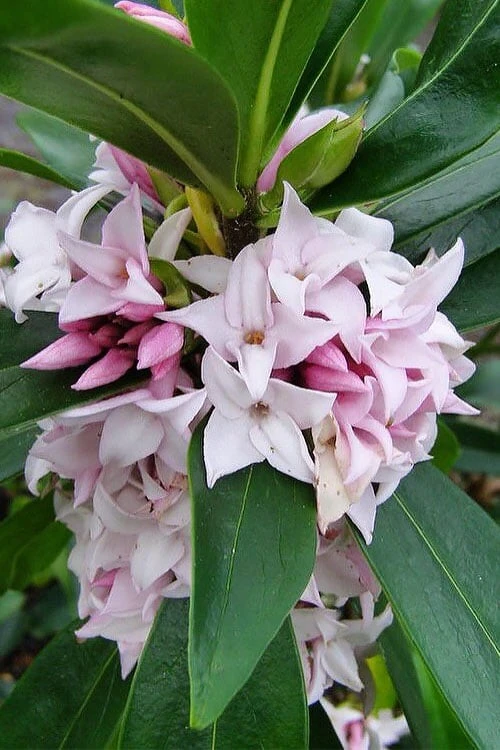 Pink Perfume Princess Winter Daphne - 3 Gallon Pot - Image 7